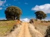 Camino Torres