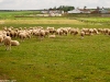 Camino Torres