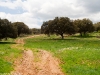 Camino Torres