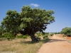 Camino Torres