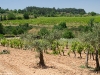 Camino Torres