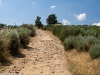 Camino Torres