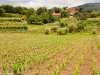 Camino Torres